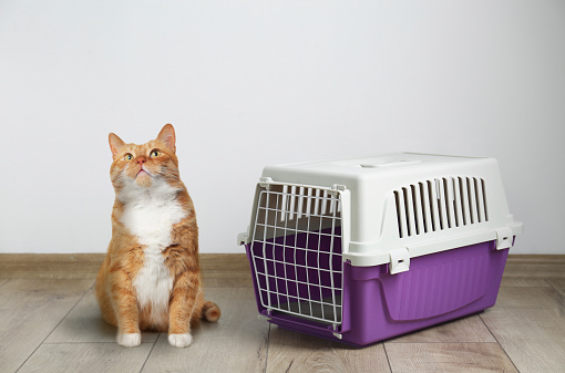 Cute ginger cat and pet carrier on floor