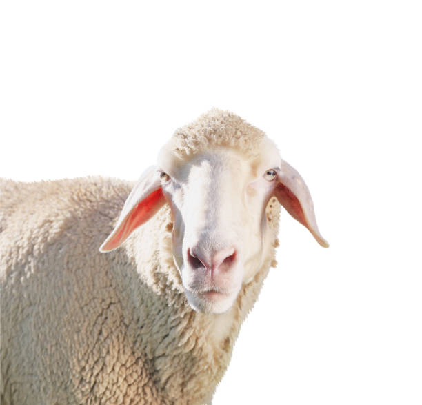 istock Cute sheep isolated on white. Farm animal 1815448340
