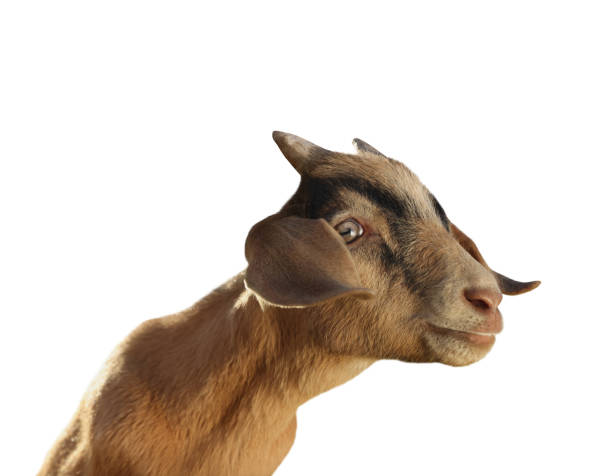 istock Cute goat isolated on white. Farm animal 1815448343