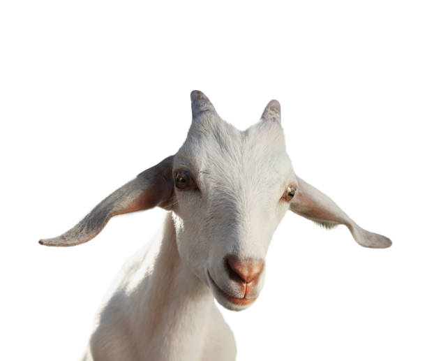 istock Cute goat isolated on white. Farm animal 1815448344