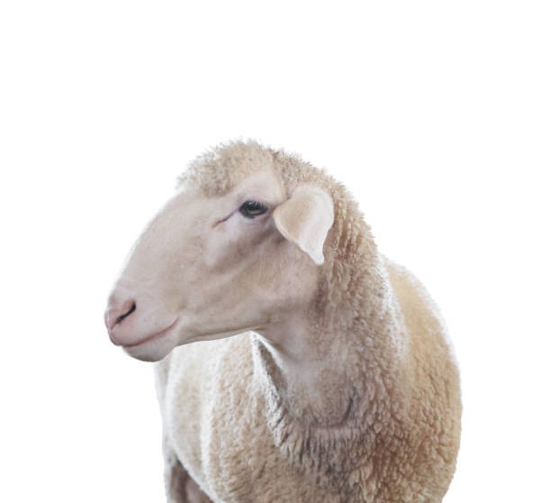 istock Cute sheep isolated on white. Farm animal 1815448352