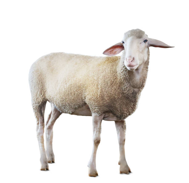 istock Cute sheep isolated on white. Farm animal 1815448356