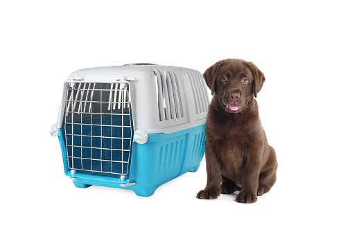 Cute chocolate Labrador Retriever puppy and pet carrier on white background