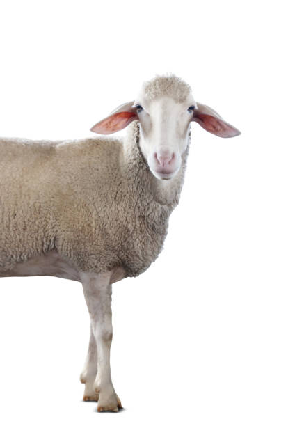 istock Cute sheep isolated on white. Farm animal 1815448862