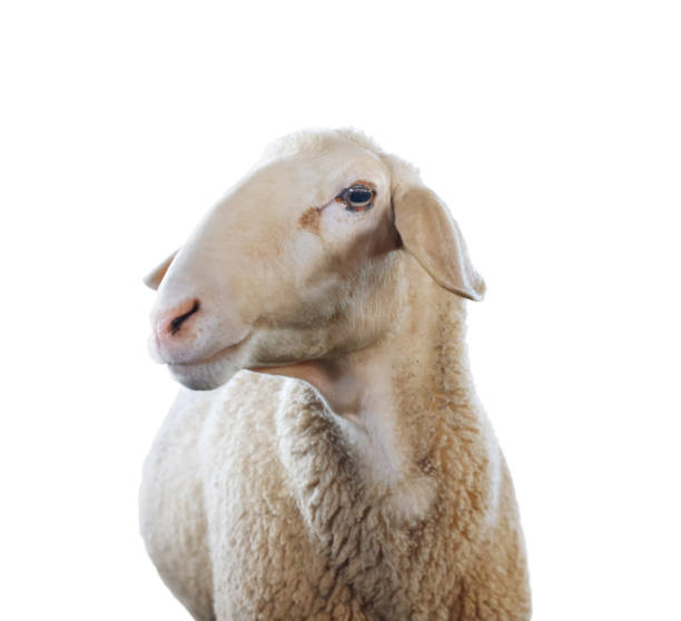 istock Cute sheep isolated on white. Farm animal 1815448863