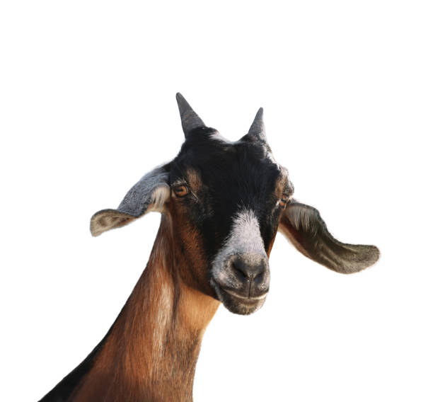 istock Cute goat isolated on white. Farm animal 1815448865