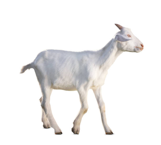 istock Cute goat isolated on white. Farm animal 1815448866