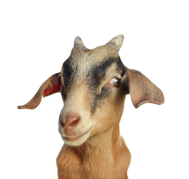 istock Cute goat isolated on white. Farm animal 1815448867
