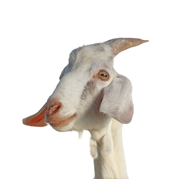 istock Cute goat isolated on white. Farm animal 1815448868