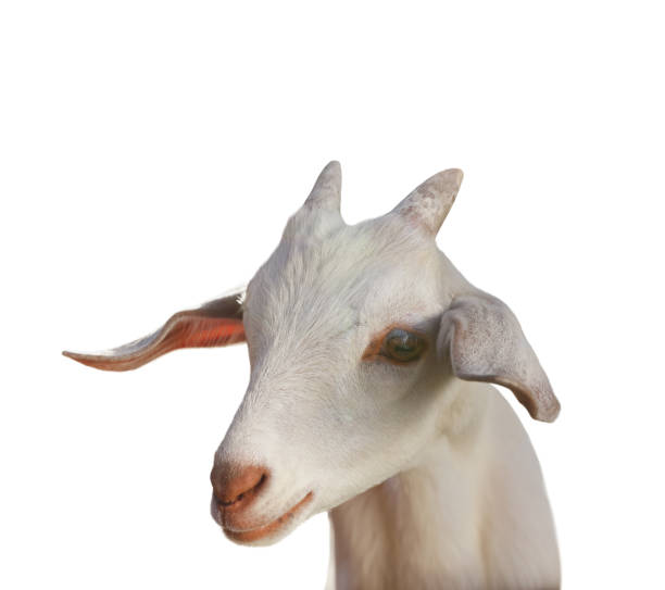 istock Cute goat isolated on white. Farm animal 1815448875