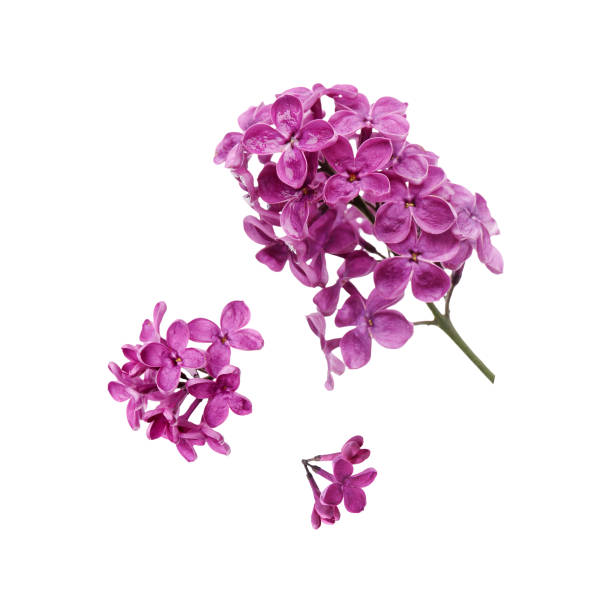 istock Beautiful lilac flowers falling on white background 1815448880
