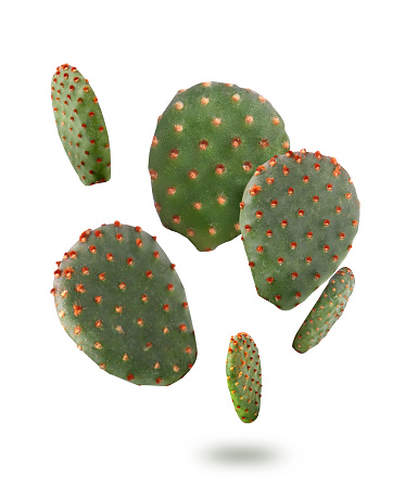 Opuntia cactus pads falling on white background