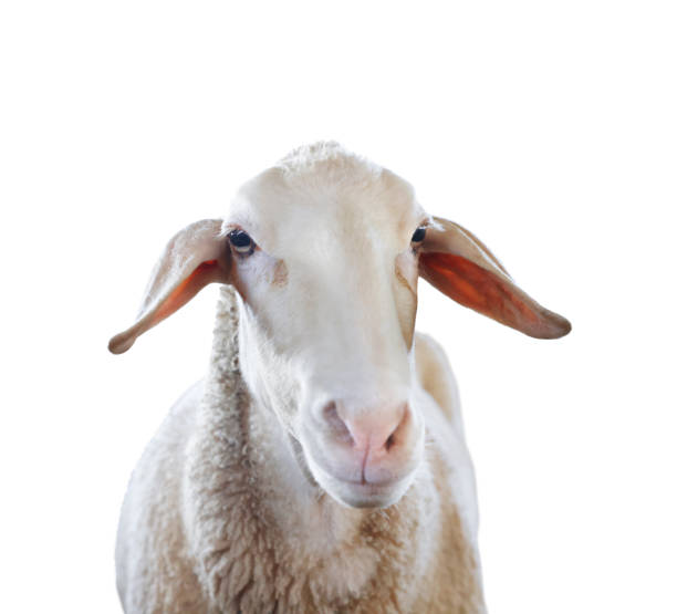 istock Cute sheep isolated on white. Farm animal 1815449388