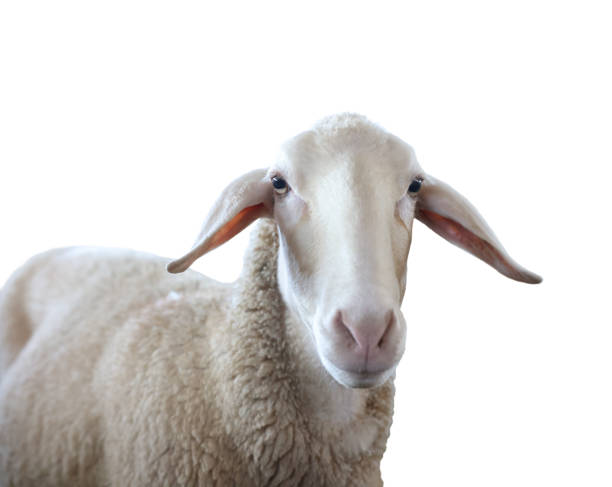 istock Cute sheep isolated on white. Farm animal 1815449390