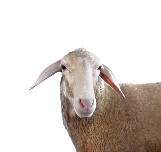 istock Cute sheep isolated on white. Farm animal 1815449410