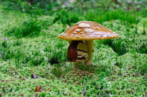 Young and old amanita on a mossy glade