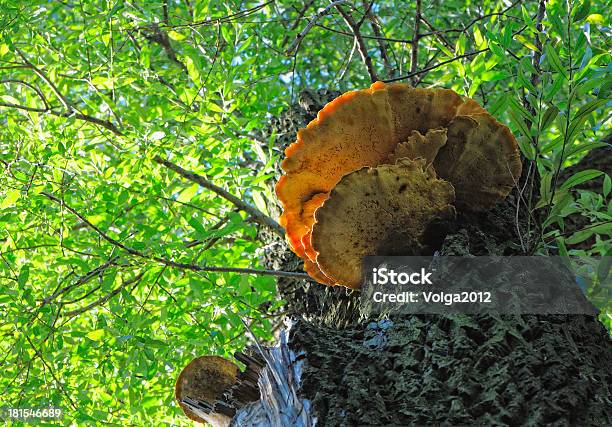 Tinder 버섯 가연성에 대한 스톡 사진 및 기타 이미지 - 가연성, 가을, 갈색