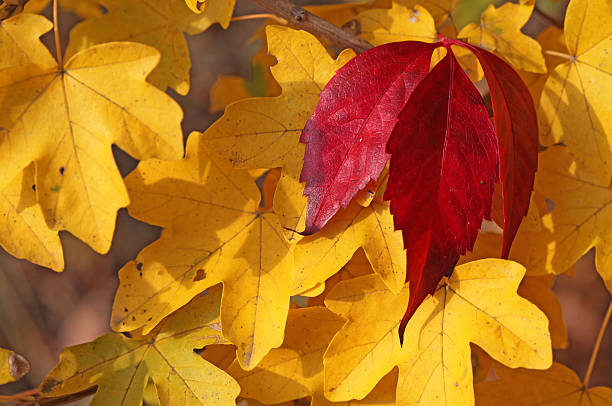 giallo e rosso lascia modello in autunno e l'autunno - symetrie foto e immagini stock