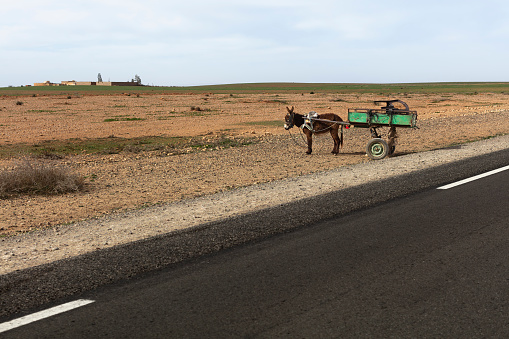A donkey with cart standing on the side of a road