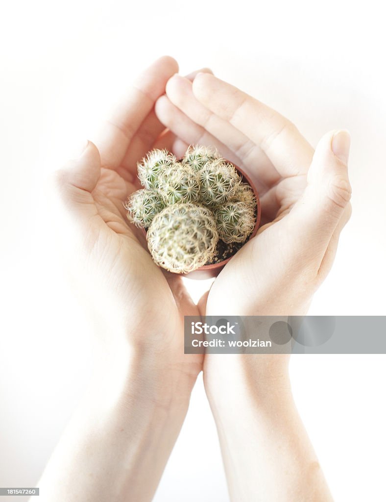 Cradling un bebé cactus - Foto de stock de Abrazar libre de derechos