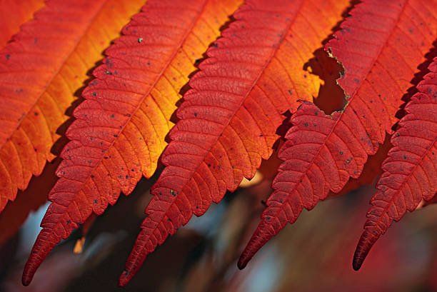 rosso e arancione lasciare modello in autunno e l'autunno - symetrie foto e immagini stock