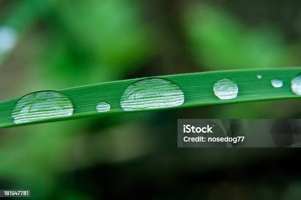 빗방울 0명에 대한 스톡 사진 및 기타 이미지 - 0명, 기포, 녹색