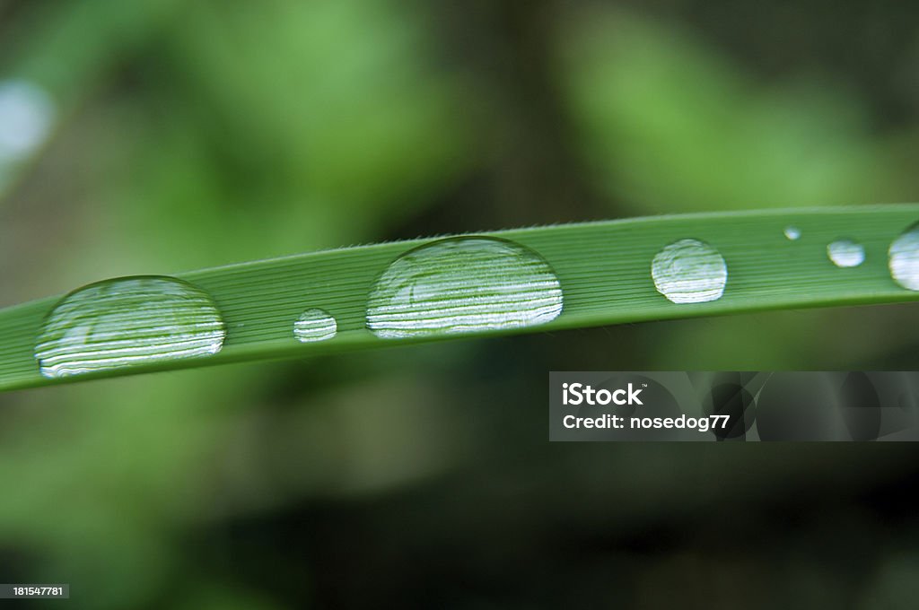 Gotas de chuva - Foto de stock de Beleza natural - Natureza royalty-free