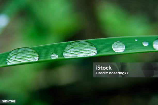 Foto de Gotas De Chuva e mais fotos de stock de Beleza natural - Natureza - Beleza natural - Natureza, Bolha - Estrutura física, Chuva