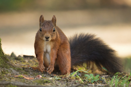 Red squirrel is standing on tree at forest.