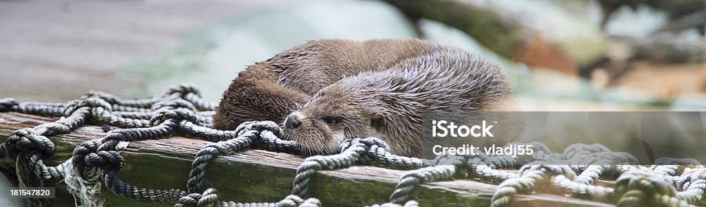 Pretty las nutrias, los miembros de la familia Mustelidae - Foto de stock de Fauna silvestre libre de derechos