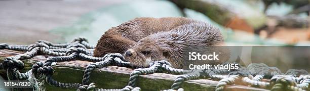 Pretty Otters Члены Семьи Mustelidae — стоковые фотографии и другие картинки Влажный - Влажный, Выдра, Горизонтальный