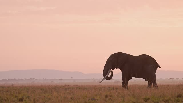 Slow Motion of African Elephant Sunrise in Masai Mara, Africa Wildlife Safari Animals in Beautiful Orange Sunset Sky, Eating Feeding and Grazing on Grass in Savanna Landscape Scenery