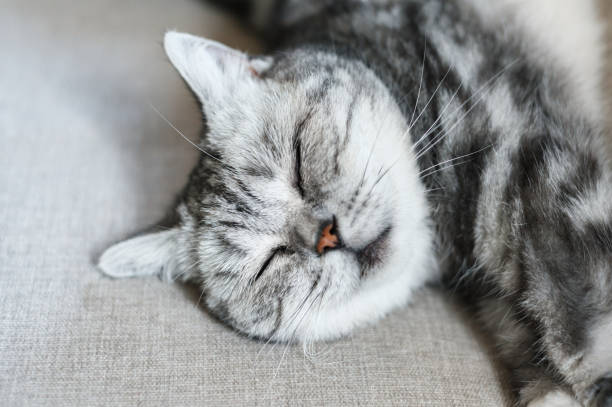 istock British shorthair cat sleeps 1815501492