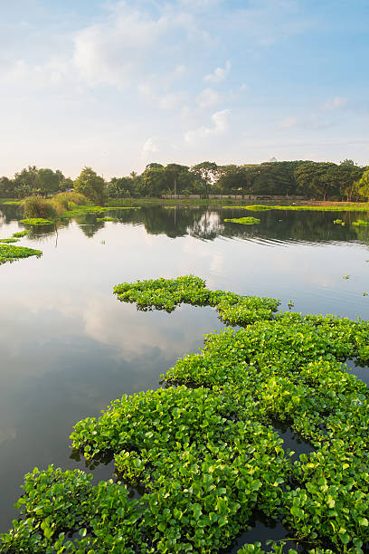 jacinto-de-água no lago - water hyacinth water plant pond nobody imagens e fotografias de stock