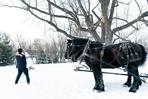 Groom carries his blond bride across the snow toward a black draft horse on a winter day, Minnesota