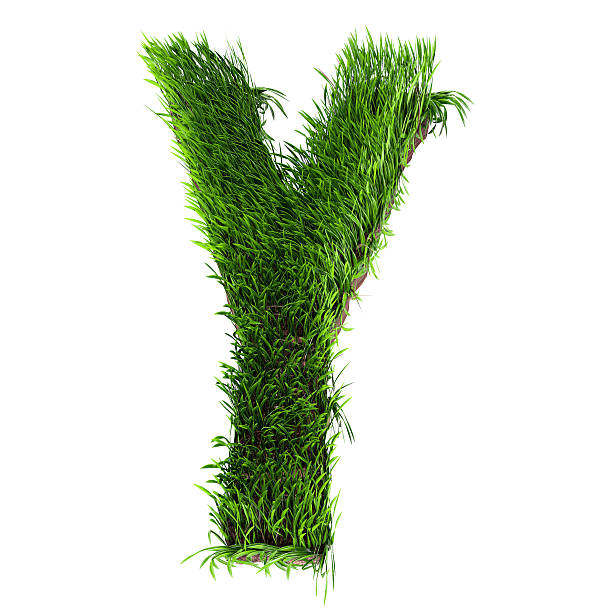 Grass letter Y stock photo