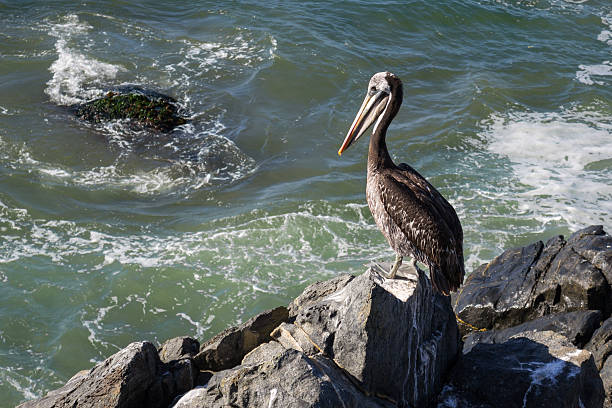 istock Pelican on rocks by the sea 181552776