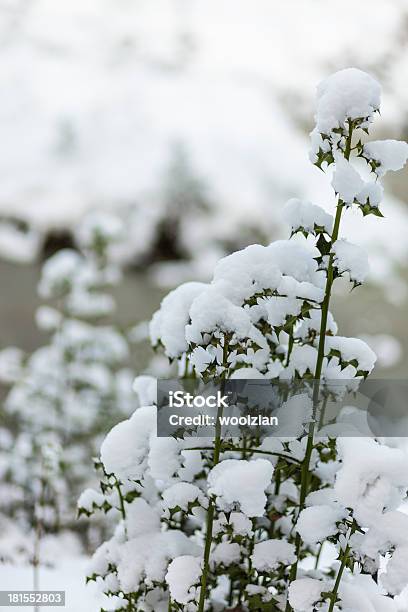 Toneladas De Neve Grumos De Holly - Fotografias de stock e mais imagens de A nevar - A nevar, Arbusto, Azevinho