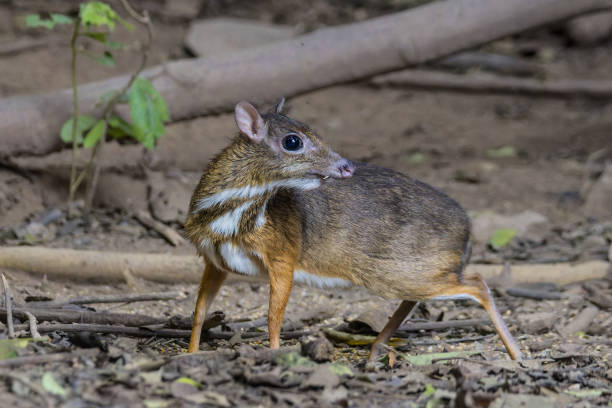 istock An adorable Lesser Mouse-deer walking on the forest floor 1815541007