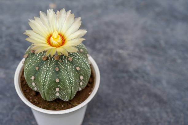 istock Astrophytum cactus with yellow flower blooming. 1815542368