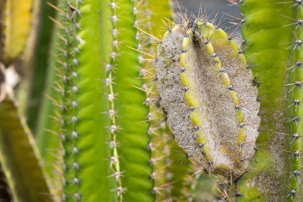 istock Cereus cactus having problem with scale insect attached and sucking sap from this plant. 1815543683