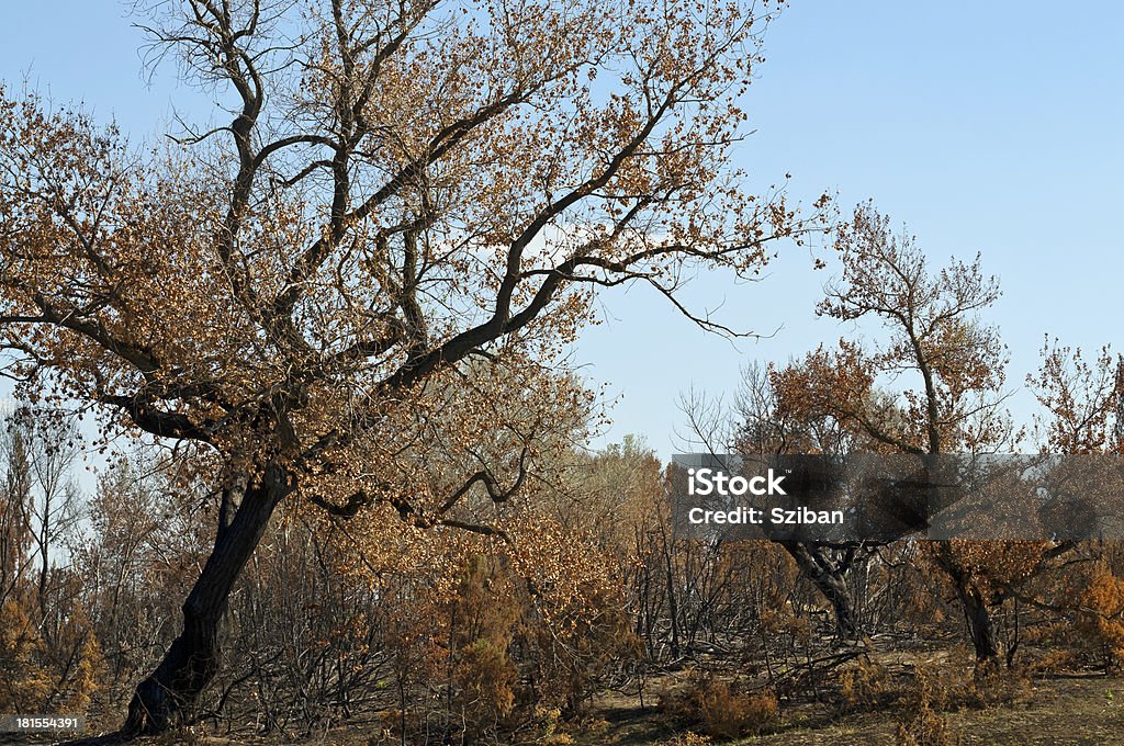 Burnt forest trees Huge burnt forest trees with blue sky Arid Climate Stock Photo