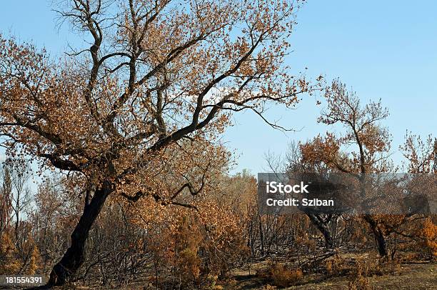 Burnt Forest Trees Stock Photo - Download Image Now - Arid Climate, Forest, Abstract