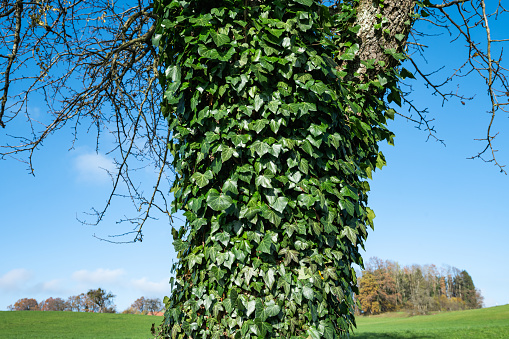ivy on a tree, nature details