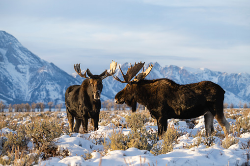 bull moose eating in field in Tetons