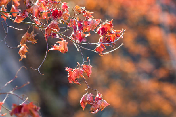 istock Autumn Dry Leaves and Sunshine 1815554582