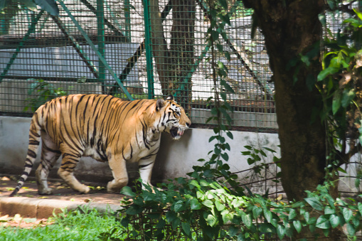 Big sumatran tiger