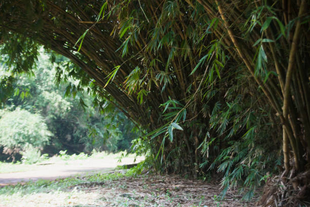 대나무 숲의 복도 - footpath single lane road bamboo bamboo shoot 뉴스 사진 이미지