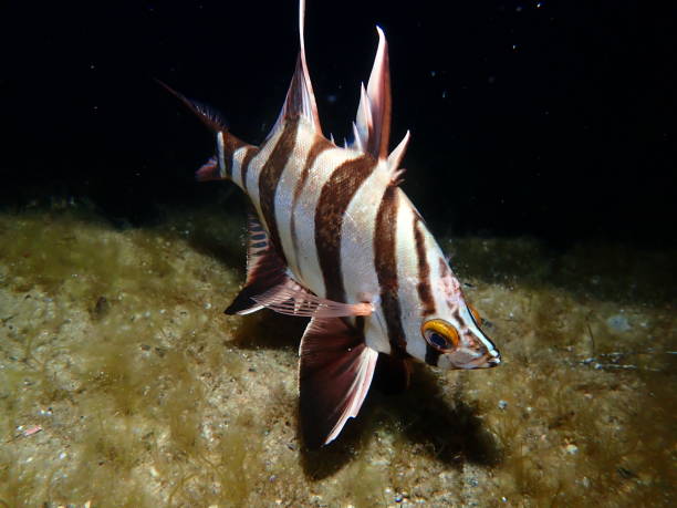 istock Old wife fish Western Australia 1815570495