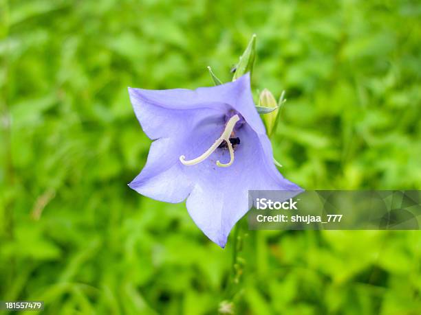 Kampanula Bellflower - zdjęcia stockowe i więcej obrazów Bez ludzi - Bez ludzi, Botanika, Fotografika